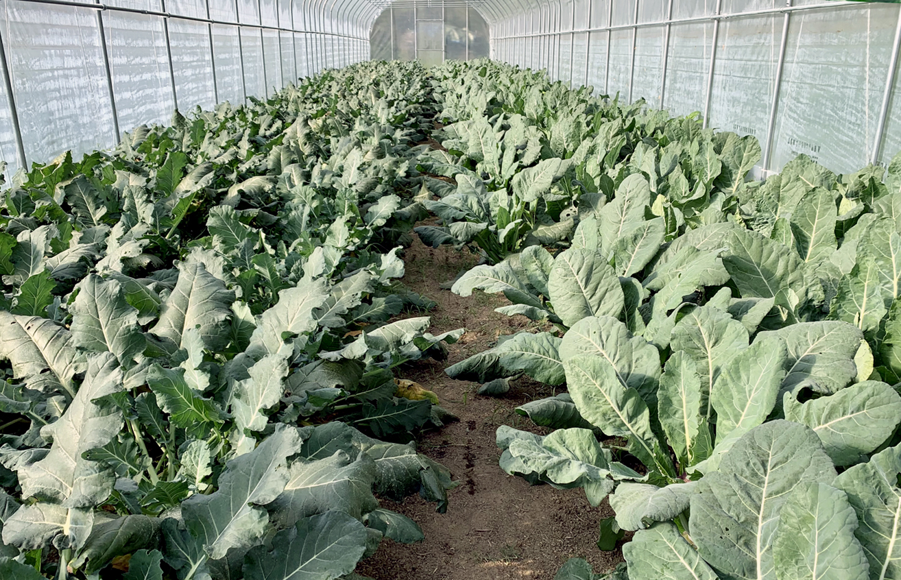 associazione Itaca progetto re-born